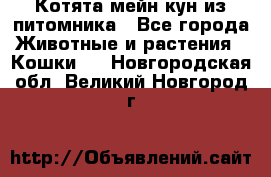 Котята мейн-кун из питомника - Все города Животные и растения » Кошки   . Новгородская обл.,Великий Новгород г.